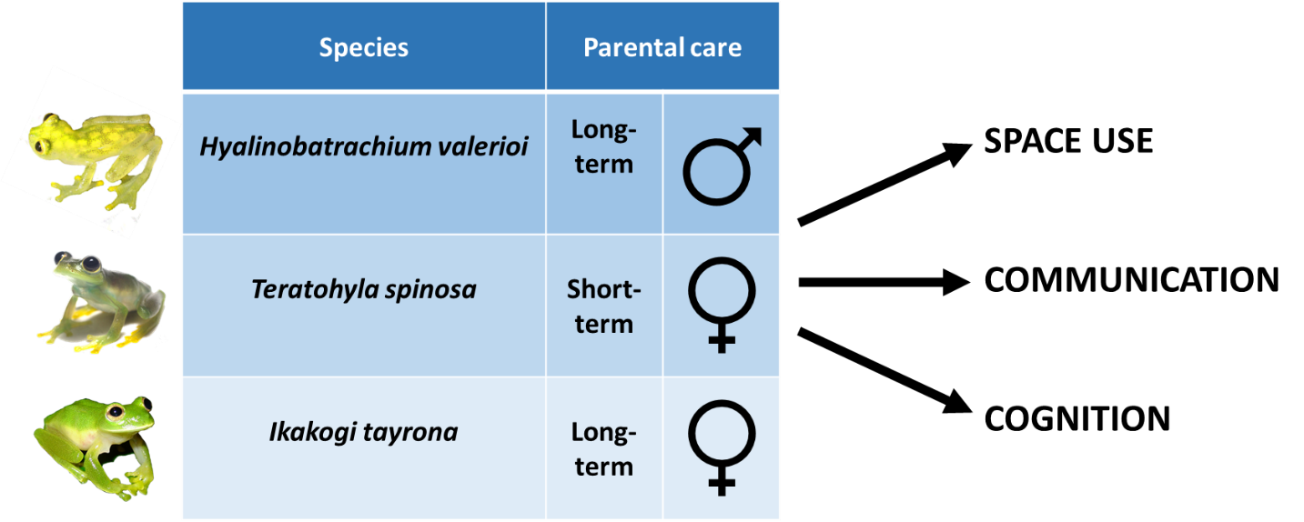 Mate choice, parental care and space use in Neotropical Glass Frogs