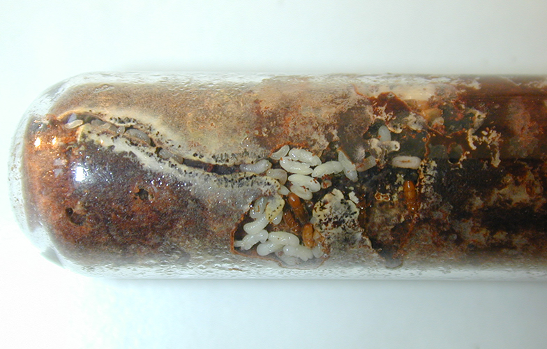 Observation tube for rearing ambrosia beetles in the laboratory.